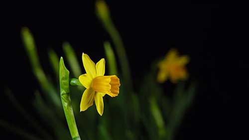 老师节日祝福